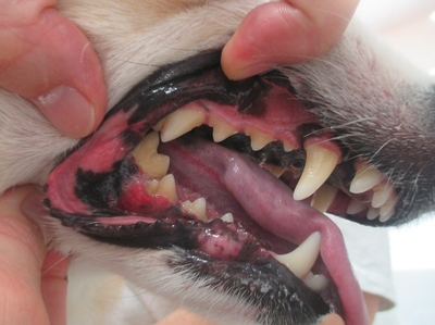 犬 の 歯茎 の 腫れ