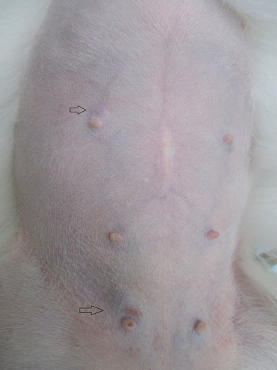 犬 乳腺 腫瘍