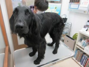 4歳のフラットコーテッド・レトリーバーの後肢に発生した皮膚組織球腫