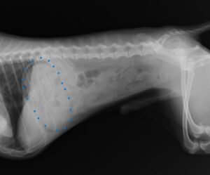 紙おむつを誤食した犬の催吐処置 クレボル