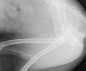 股関節脱臼したトイプードルの非観血的整復