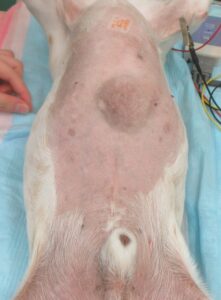 犬の皮膚肥満細胞腫の拡大切除