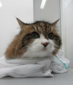 高齢猫の尾に発生した腫瘍の治療 悪性神経鞘腫