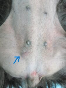 急速増大した犬の乳腺腫瘍 悪性乳腺混合腫瘍