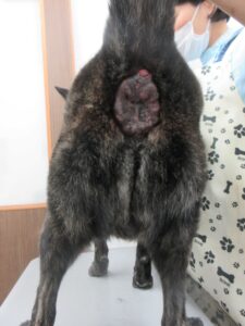 高齢の未去勢犬に多い肛門周囲腺腫
