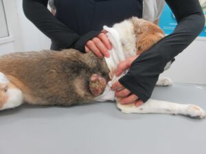 基礎疾患治療中の高齢犬の腫瘤結紮処置