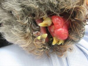 ブレオマイシン投与で縮小した16歳トイプードルの上顎に急速増大した悪性腫瘍