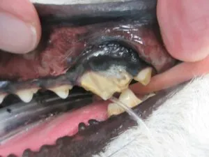 破砕した奥歯の痛みにより歯磨きを拒絶するようになった犬の抜歯術