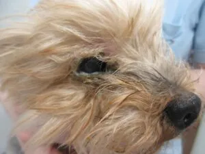 頑固な目ヤニをマイボシャンプーで洗浄 犬の乾性角結膜炎