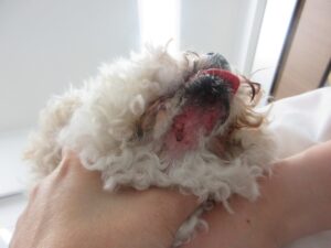注意喚起 犬の散歩中に野生化したアライグマに襲われました
