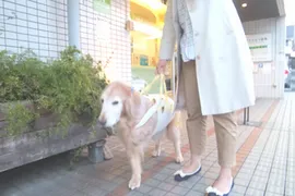 介護が必要なペットについて